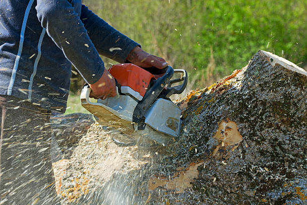 Best Lawn Mowing  in Williston Highlands, FL
